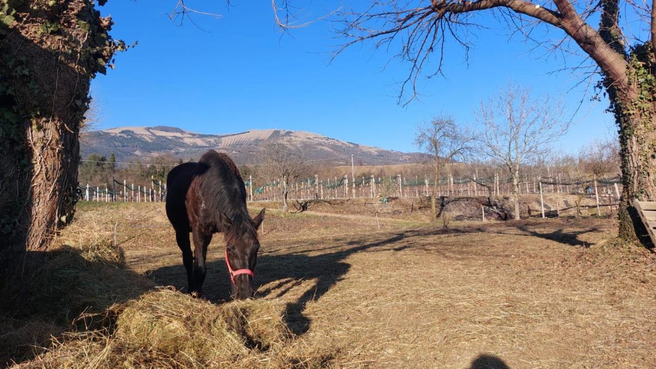 La Caneveta Al Piave Ferienhaus Valdobbiadene